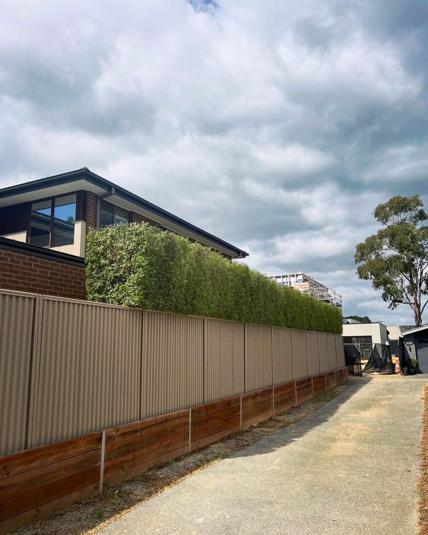 The same laneway hedge trimmed flat and square over the fence