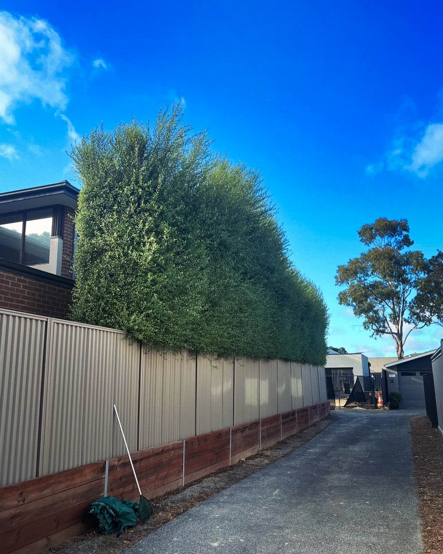 Overgrown laneway hedge billowing over a fence before trimming