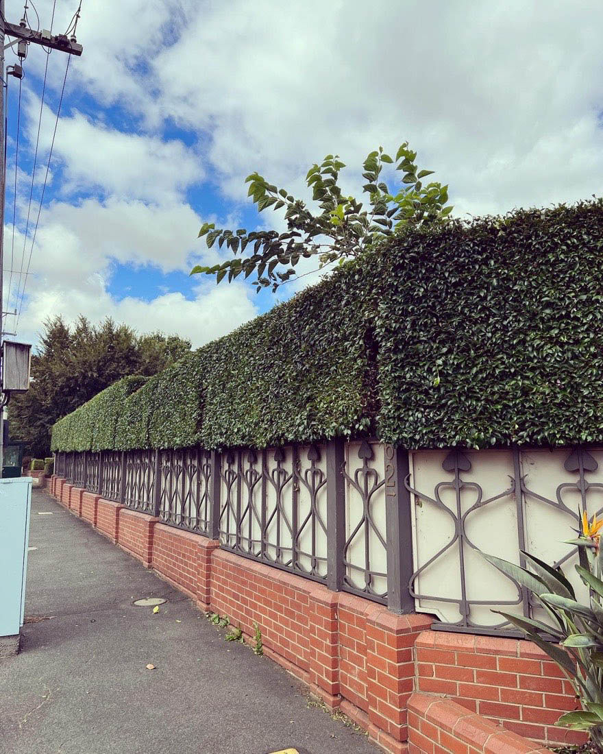 The same street hedge box-trimmed with crisp edges