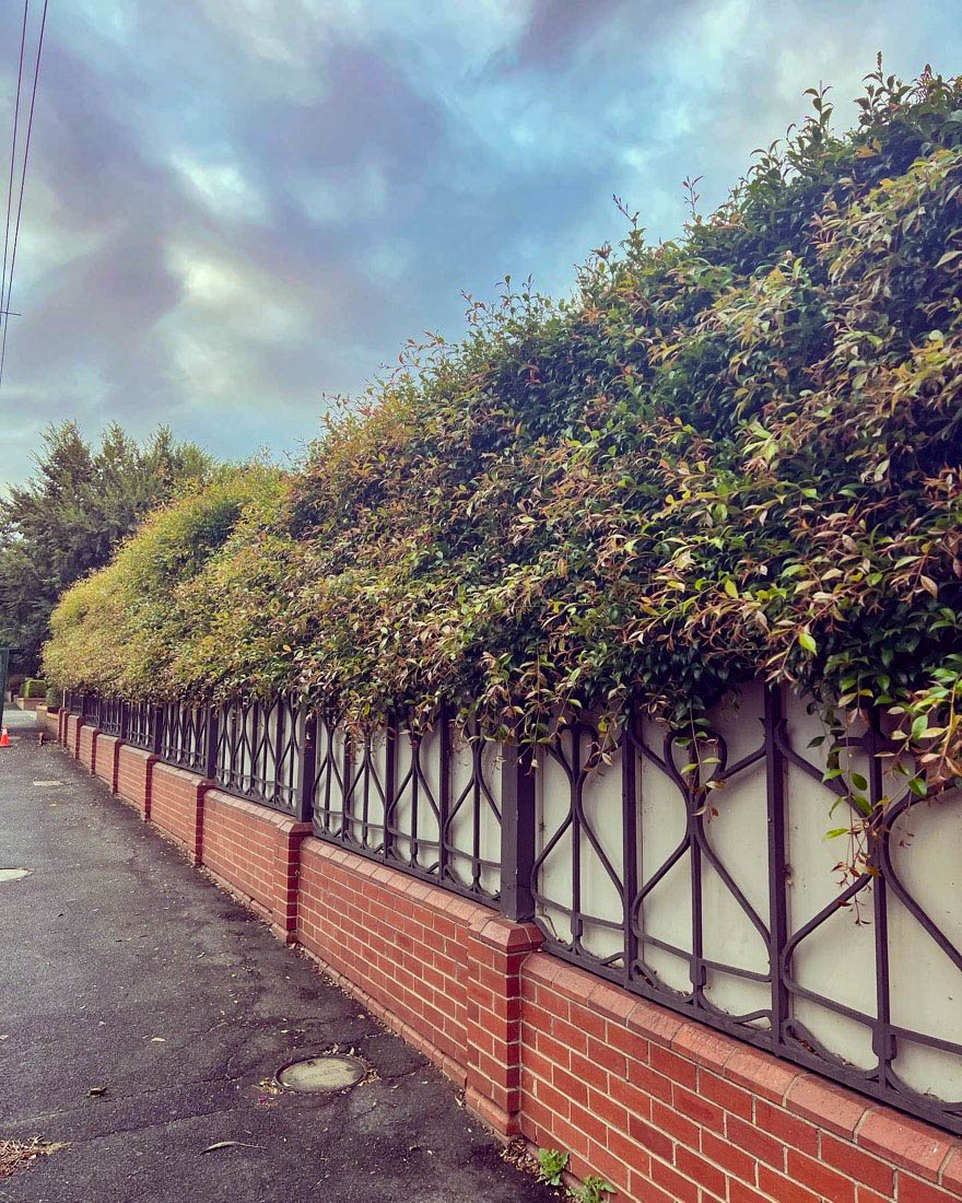 Shaggy street hedge spilling over a brick and iron fence before trimming