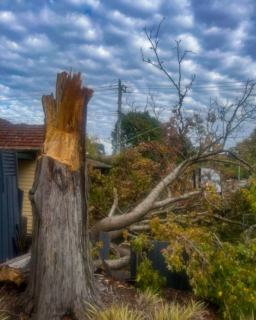 A storm-snapped tree trunk leaning over a garden before removal