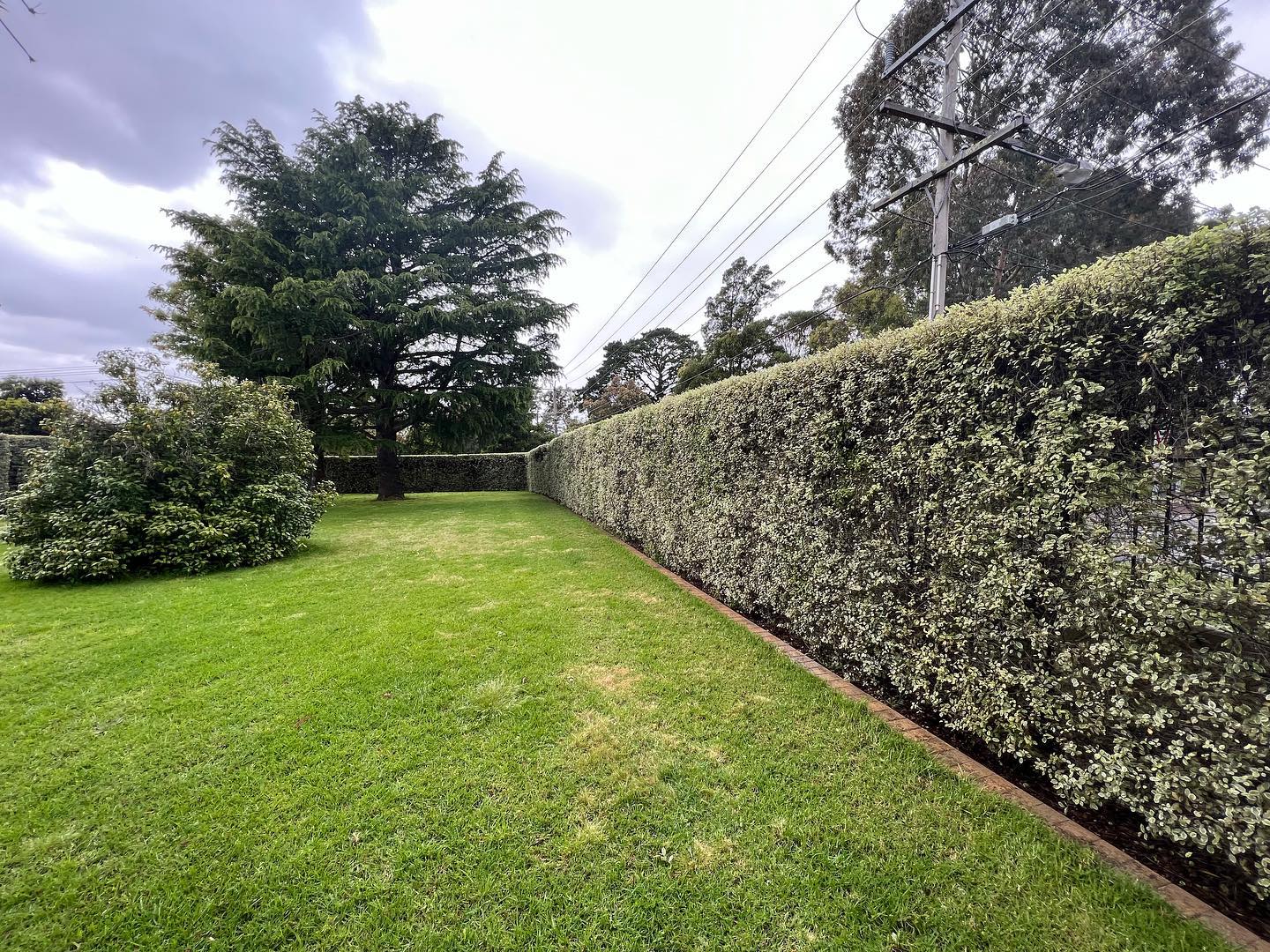 A neatly trimmed variegated hedge running along a brick garden edge beside a manicured lawn, with a mature cedar tree behind