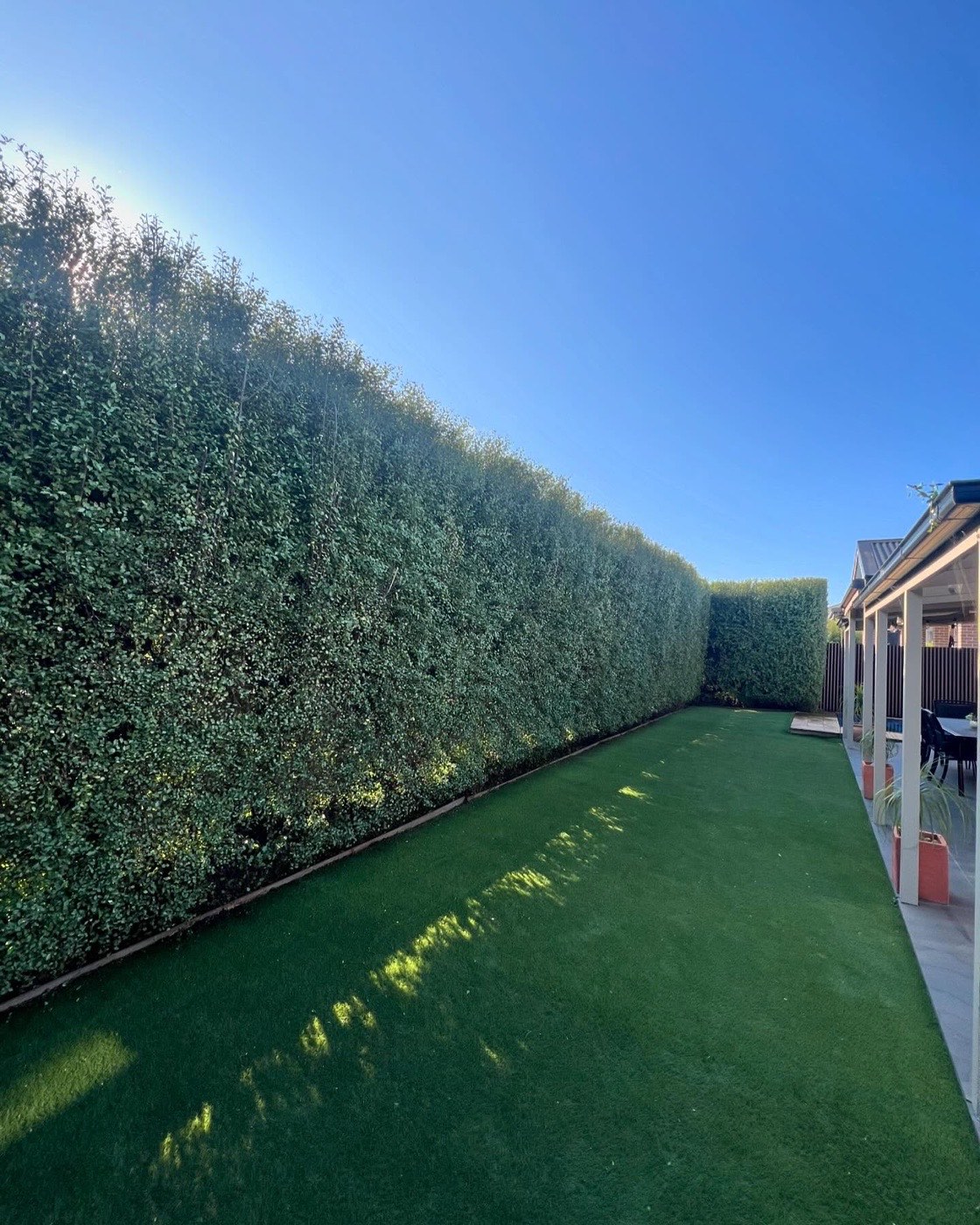 A freshly trimmed hedge wall running the length of a manicured lawn in Melbourne's east