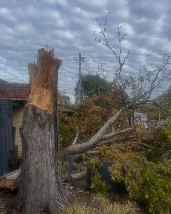 Storm-snapped tree trunk before removal