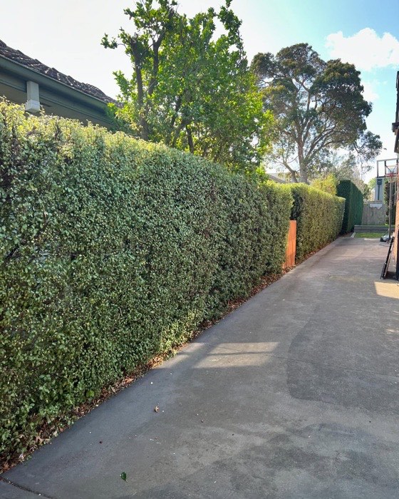 Trimmed hedge alley beside a pathway