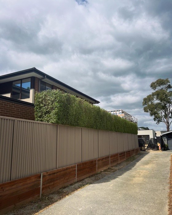 Trimmed box hedge along a residential street