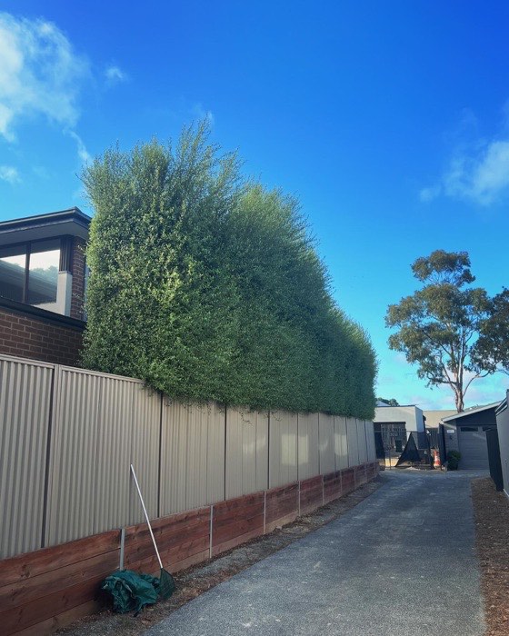 Overgrown laneway hedge before a trim
