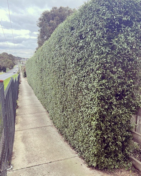Hedge trimmed over a brick fence