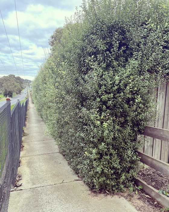 Street hedge trimmed along a red brick fence
