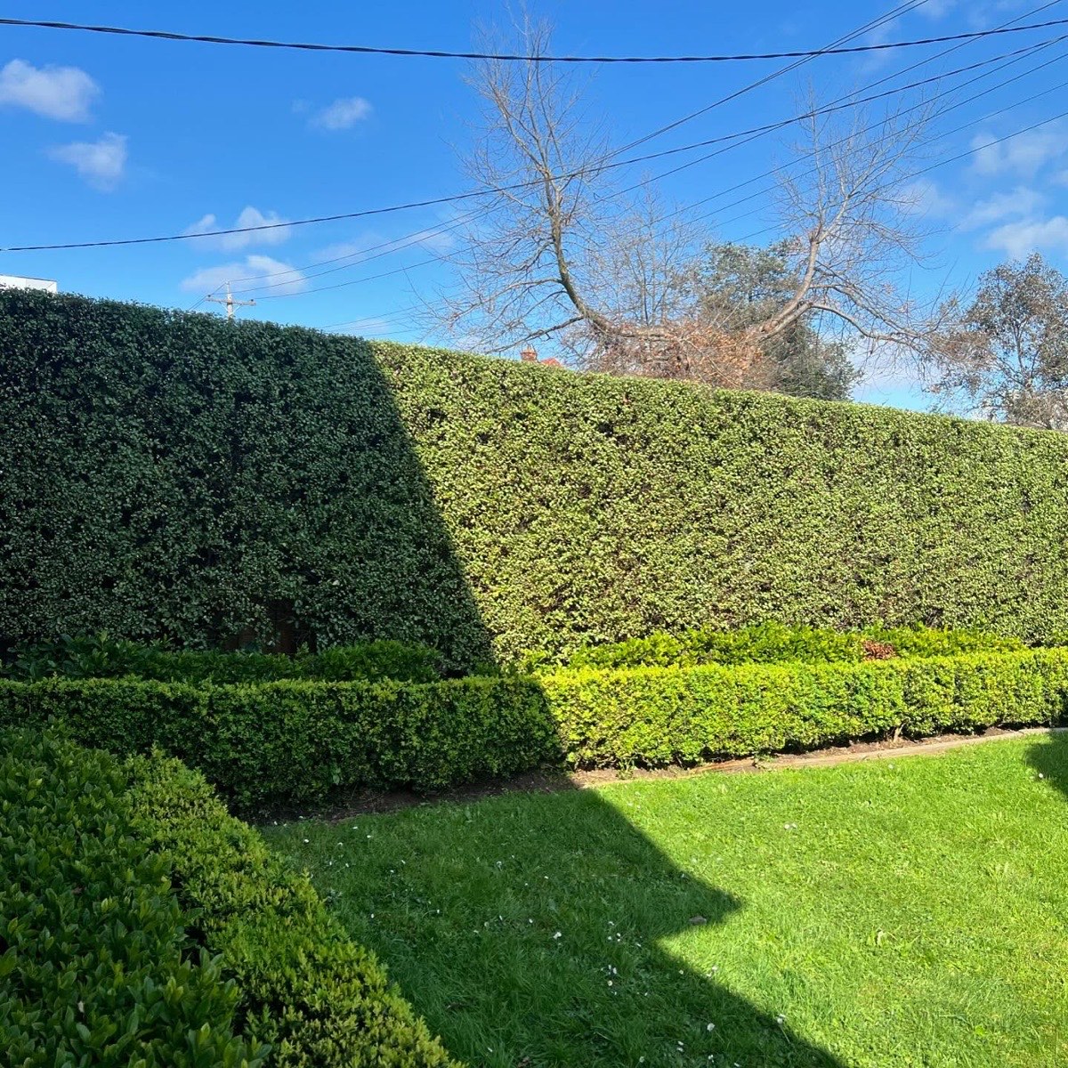 A dense hedge being shaped square with a powered hedge trimmer
