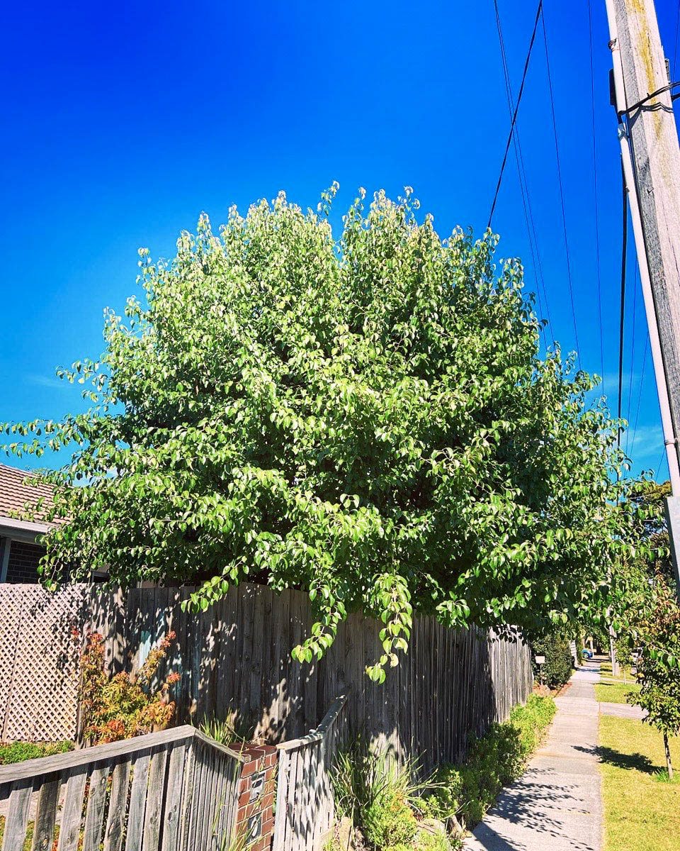 Crown lifting and pruning work high in a mature tree