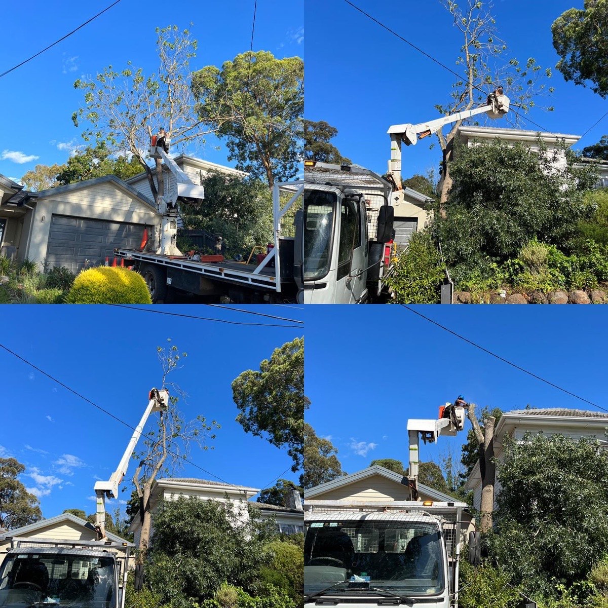A large tree being sectioned and removed in a tight backyard